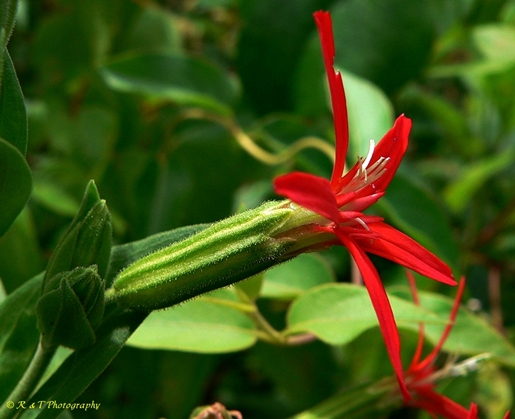 {Silene regia}